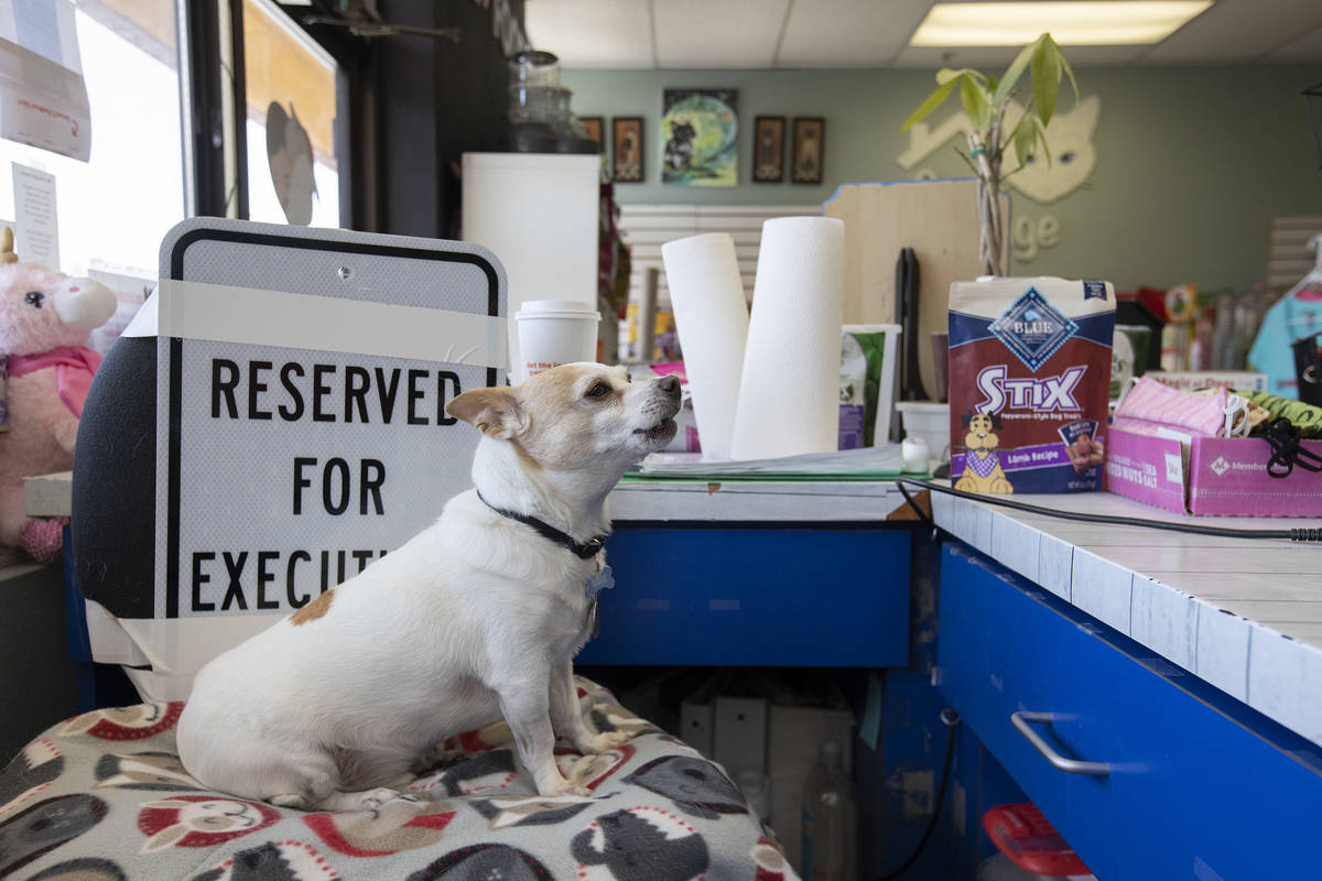 Dexter, one of the employee's dogs, greets customers with a bark at Hearts Alive Village on Fri ...