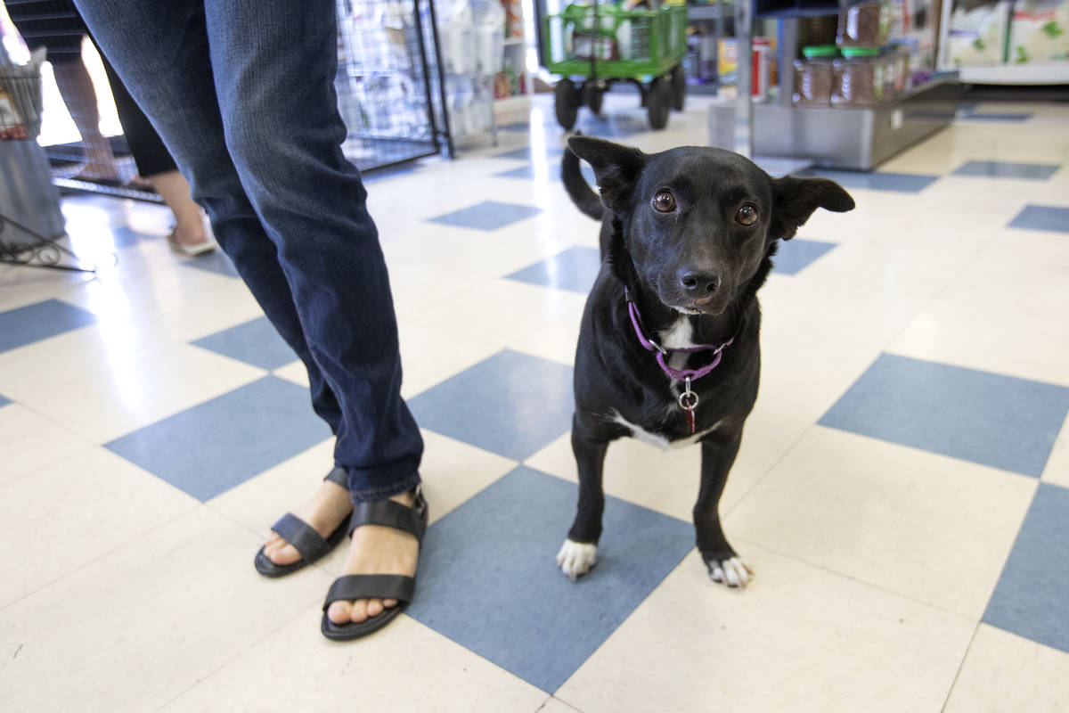 Mirra, a 4-year-old corgi mix who is up for adoption, roams Hearts Alive Village on Friday, May ...