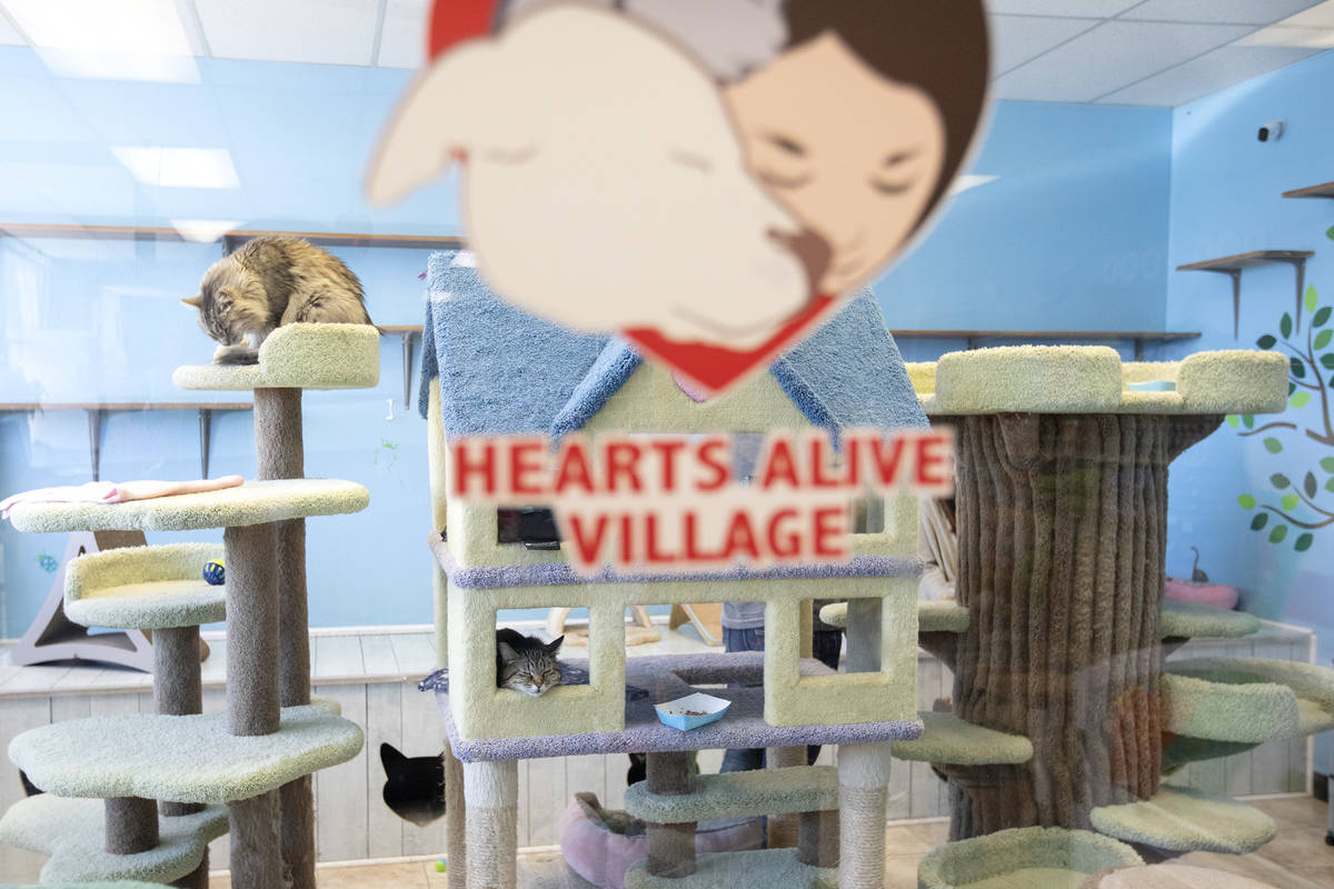 The cat sanctuary, where cats are allowed to roam away from their crates, at Hearts Alive Villa ...