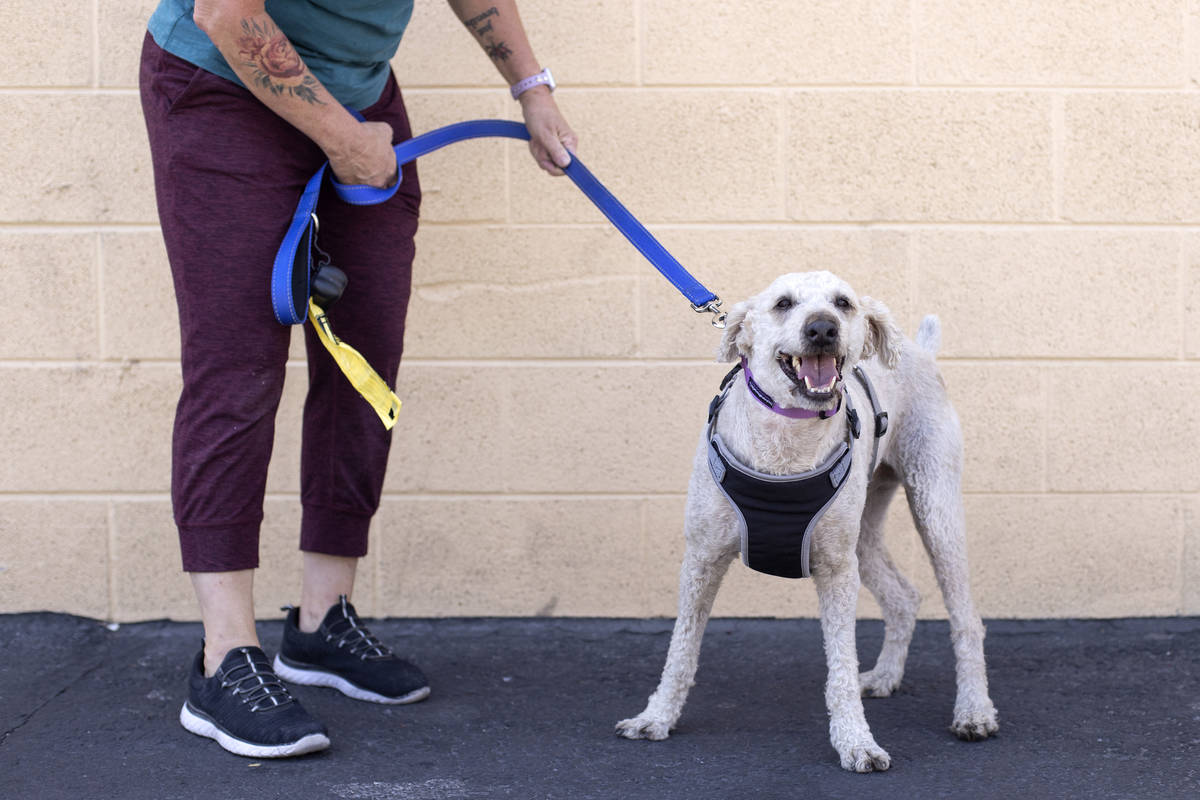 Muffin, a 7-year-old poodle mix who is up for adoption, goes outside with Hearts Alive Village ...