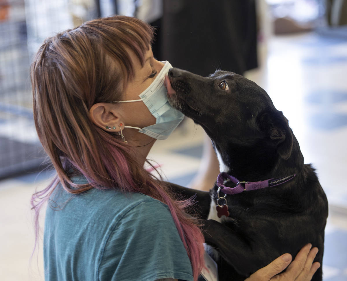 Mirra, a 4-year-old corgi mix who is up for adoption, gives assistant store manager Lynn Eldrid ...