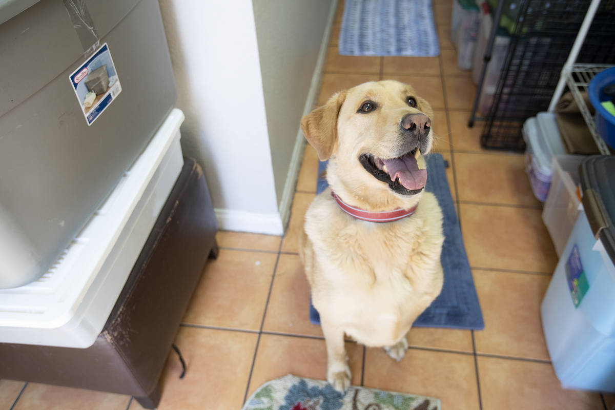 6-year-old lab mix Buddy, who is up for adoption, is excited for a treat at Hearts Alive Villag ...