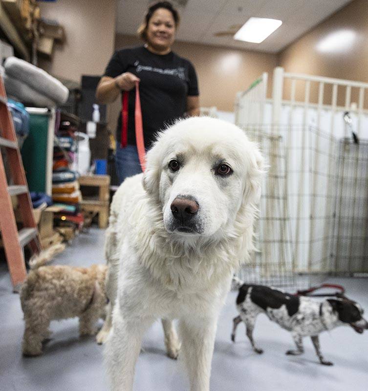 Kiley Esprecion, dog coordinator, walks Casper, at Heaven Can Wait Animal Society, on Thursday, ...
