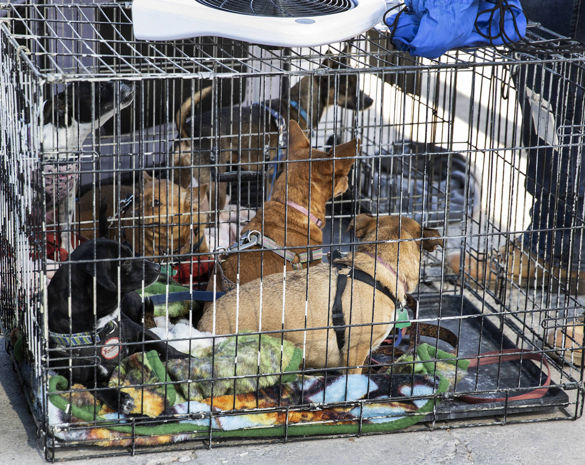 Dogs are seen inside their kennels at the Courtyard Homeless Resource Center, on Friday, May 21 ...