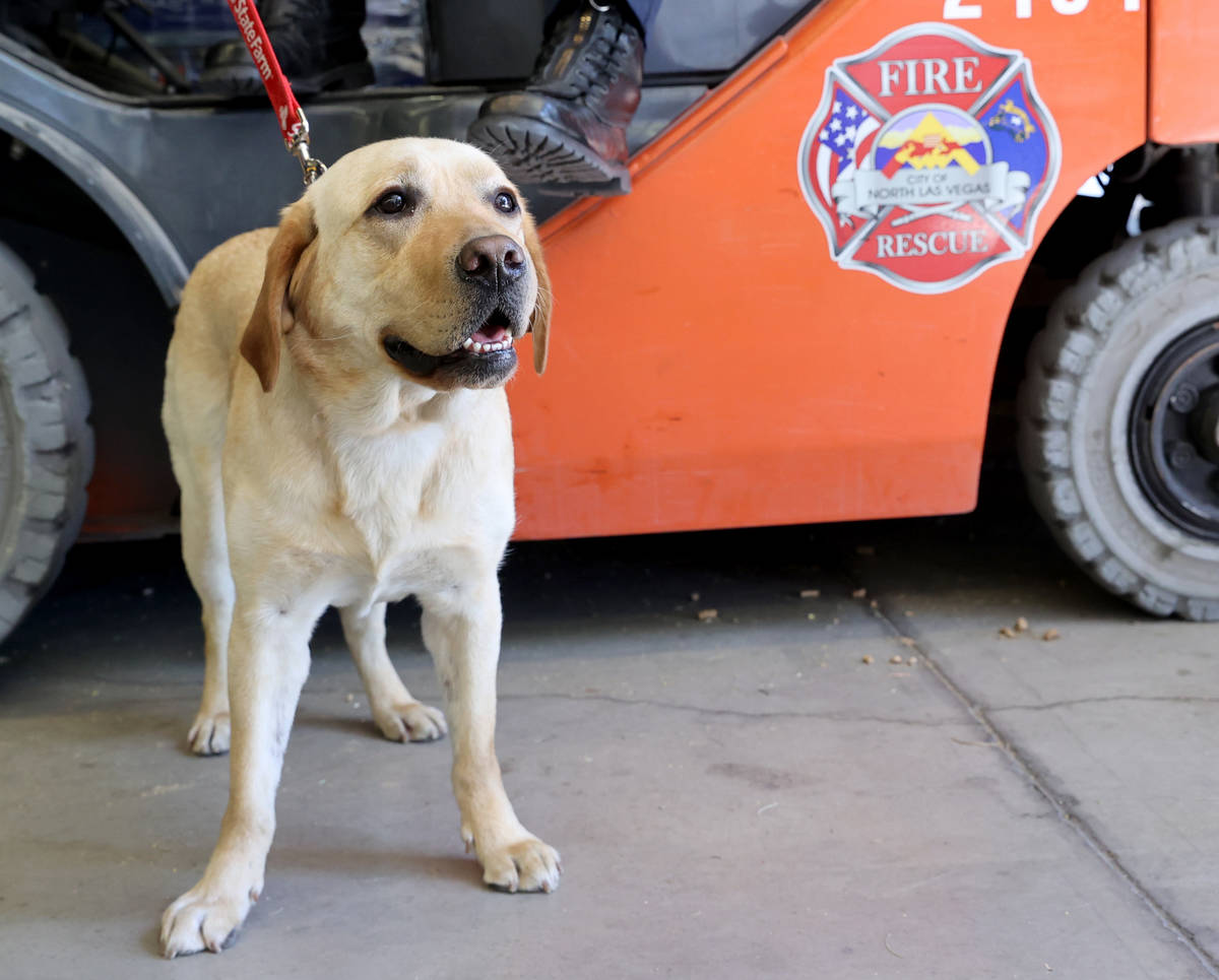 New North Las Vegas Fire Department accelerant detection K-9, Jersey, at Fire Station 52 on Los ...
