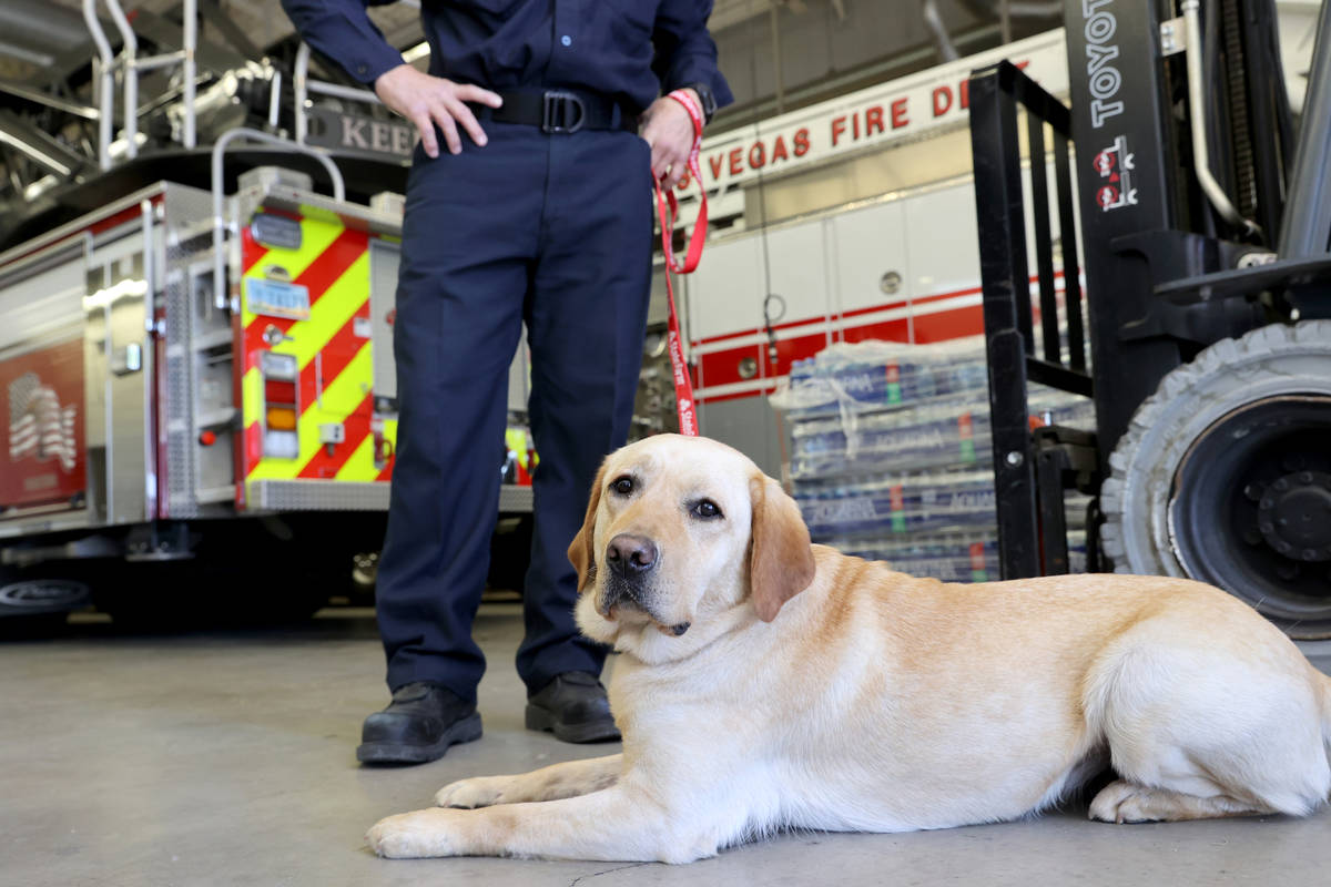 New North Las Vegas Fire Department accelerant detection K-9, Jersey, at Fire Station 52 on Los ...