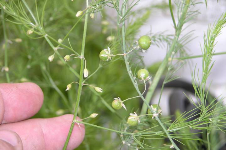 Asparagus seed is produced inside berries produced by asparagus growth that ferns out as it gro ...