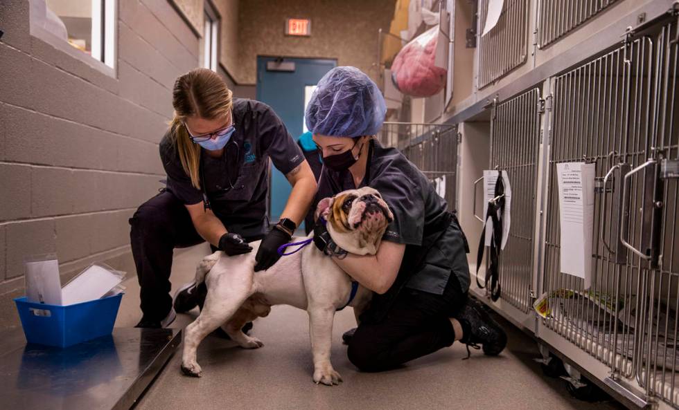 Elizabeth Wade gives a dog an injection with Emily Hailer’s help before his procedure. (L.E. ...