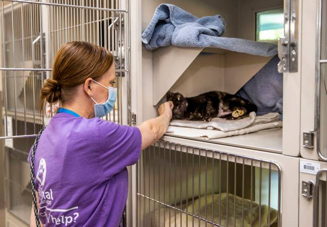 Volunteer Amy Hanson comforts a cat. (L.E. Baskow)