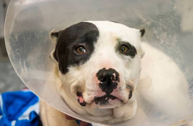 Elvis wears a cone after surgery at the Engelstad Adoption Center. (L.E. Baskow)