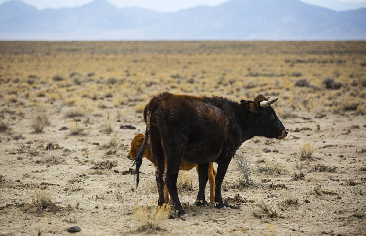 A cow and calf stand in the Hot Creek Range along the Basin & Range trail route in Nye Coun ...
