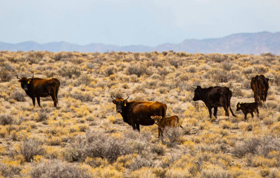 Cattle roam around in the Hot Creek Range along the Basin & Range trail route in Nye County ...
