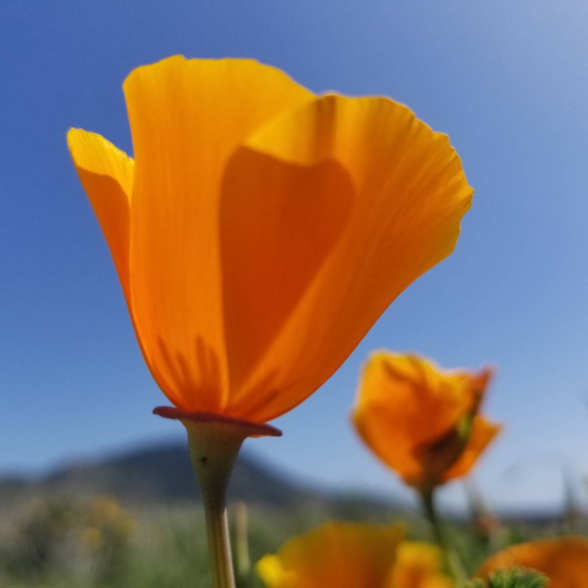 California poppies were abundant in April along California’s Central Coast. (Natalie Burt/Las ...