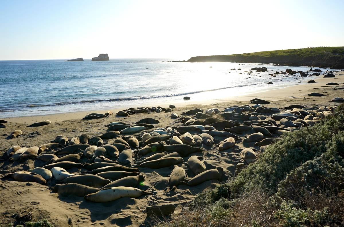 Elephant seals resting at their protected Piedras Blancas rookery near San Simeon on California ...