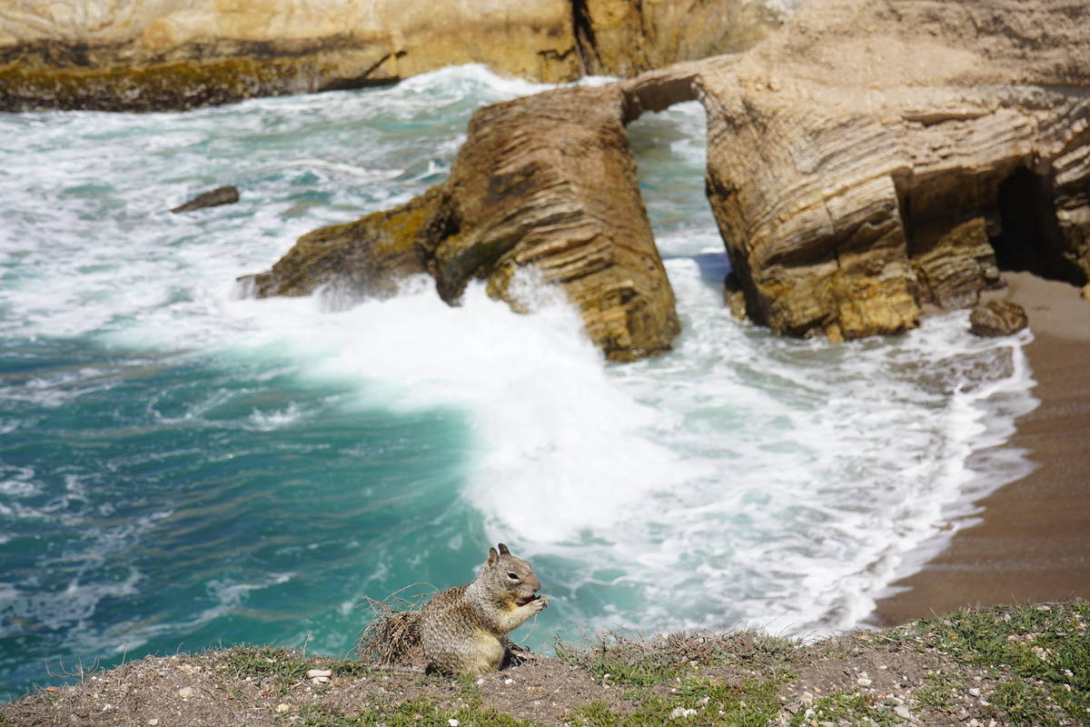 Lunch with a view: Ground squirrel at work along the Bluff Trail at Montana de Oro State Park o ...