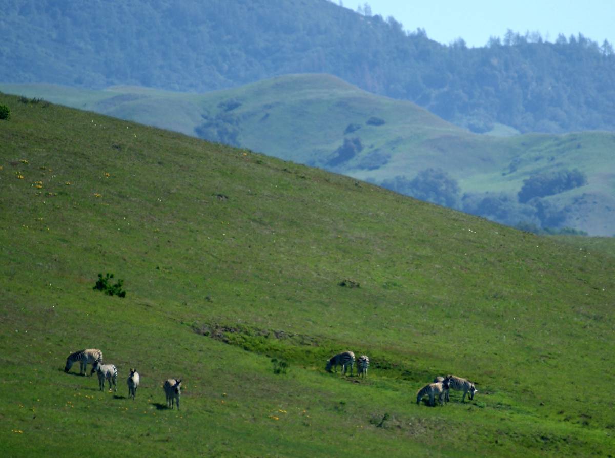 Visible from Highway 1, wild zebras roam the hills south of the Hearst Castle Visitor Center. ( ...