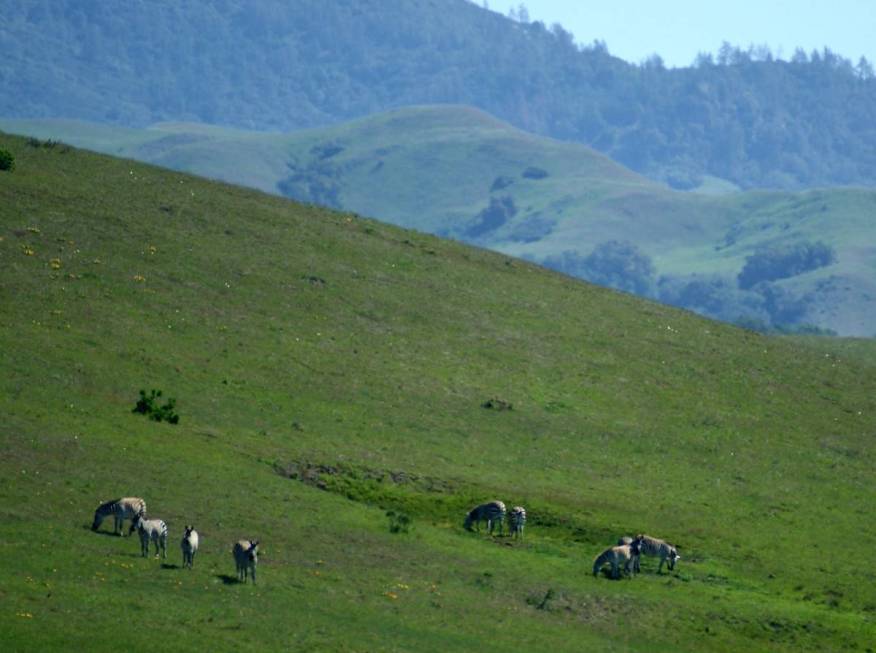 Visible from Highway 1, wild zebras roam the hills south of the Hearst Castle Visitor Center. ( ...