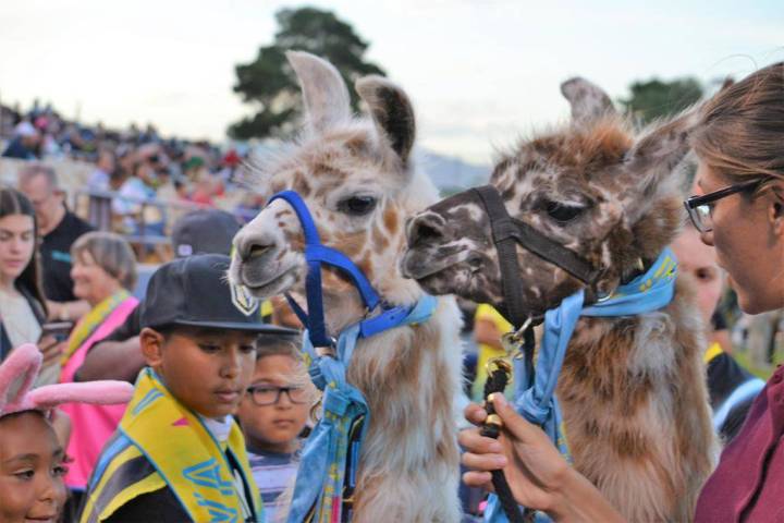 Dollie-Llama (left) and Dottie the Llama (right) are pet by fans at a Las Vegas Lights FC game. ...