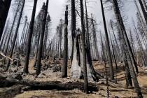 A stand of burned sequoias is seen in April 2021 in the Board Camp Grove in Sequoia National Pa ...