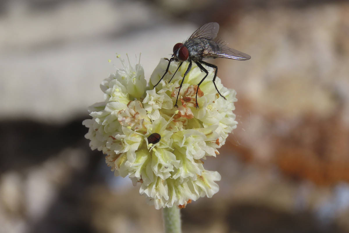 In this provided by Patrick Donnelly and the Center for Biological Diversity, a fly and a beetl ...
