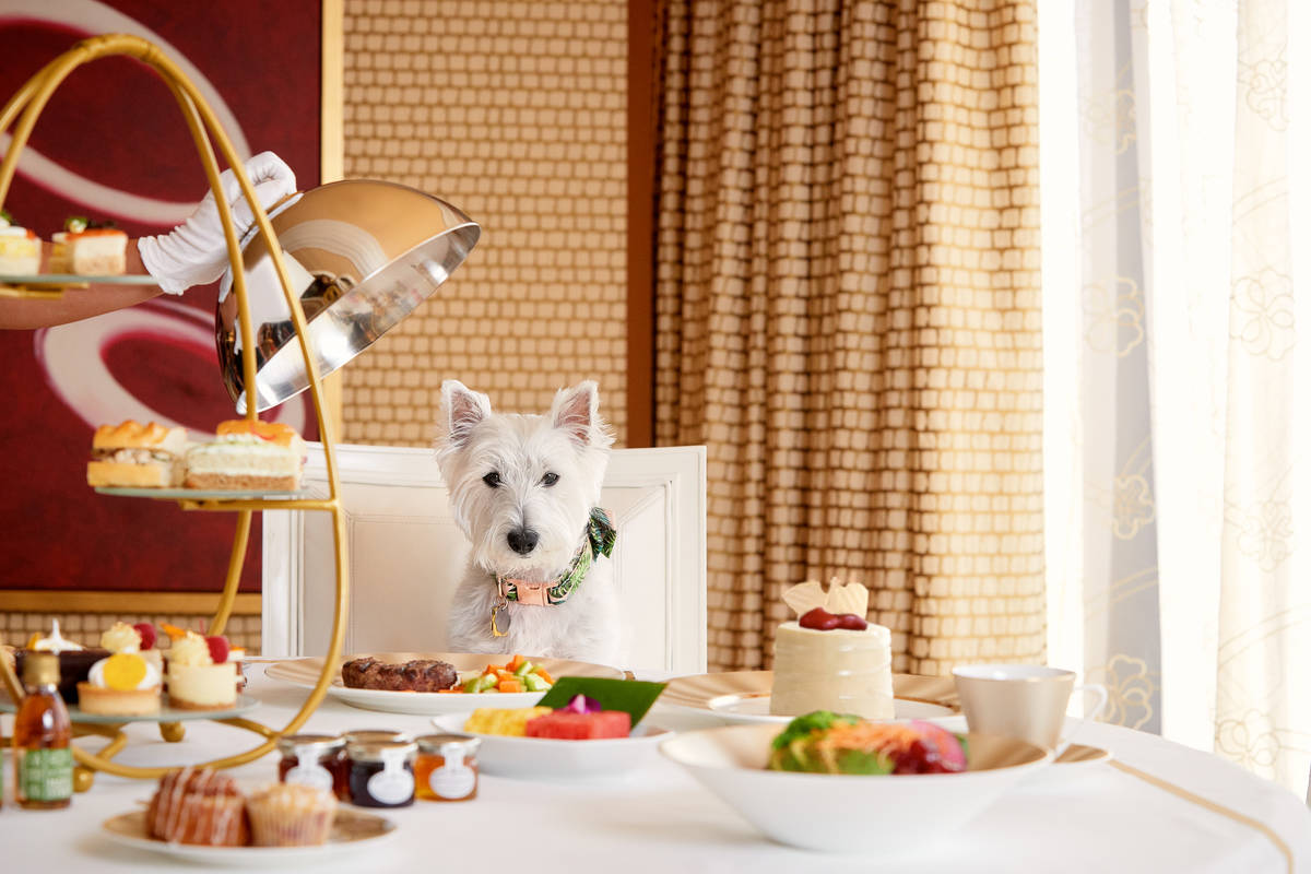 Encore's new dog-friendly resort program includes a doggy dining menu with several meat, fish a ...