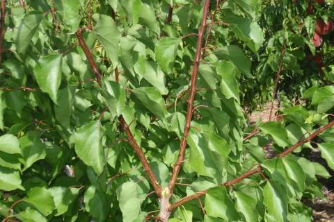 The leaf color on this apricot tree can be used to judge its health and if it needs to be ferti ...