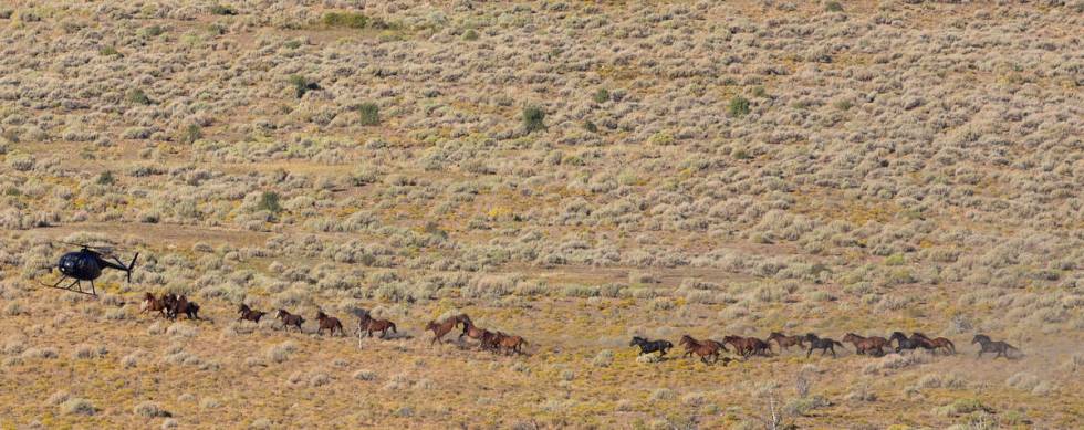 A helicopter rounds up wild horses during the Diamond HMA gather on Thursday, Sept. 10, 2020, n ...