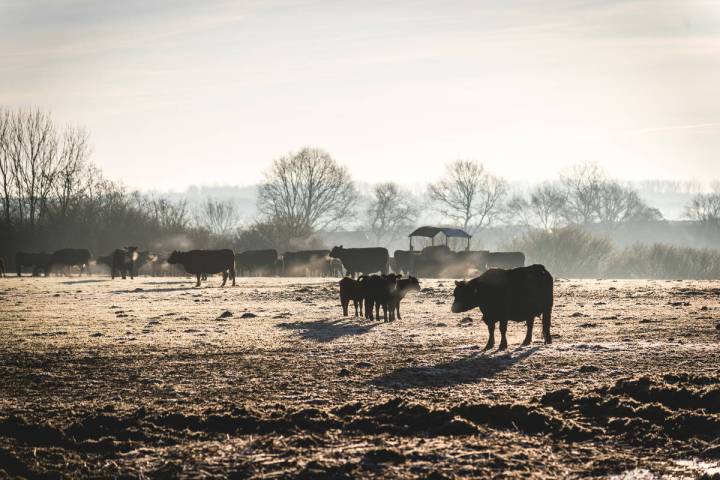 "Nevada’s quixotic quest to stop global warming requires more HOV lanes and less cow flatulen ...