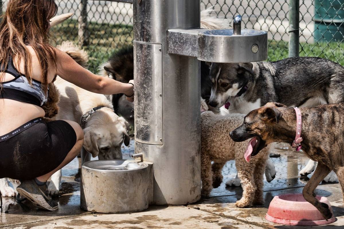 A dog walker gives water from a fountain to her pack of dogs at the Sepulveda Basin Dog park in ...