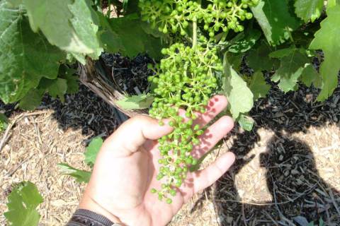Grapes need to be thinned when the individual grape berries are about the size of peas. (Bob Mo ...