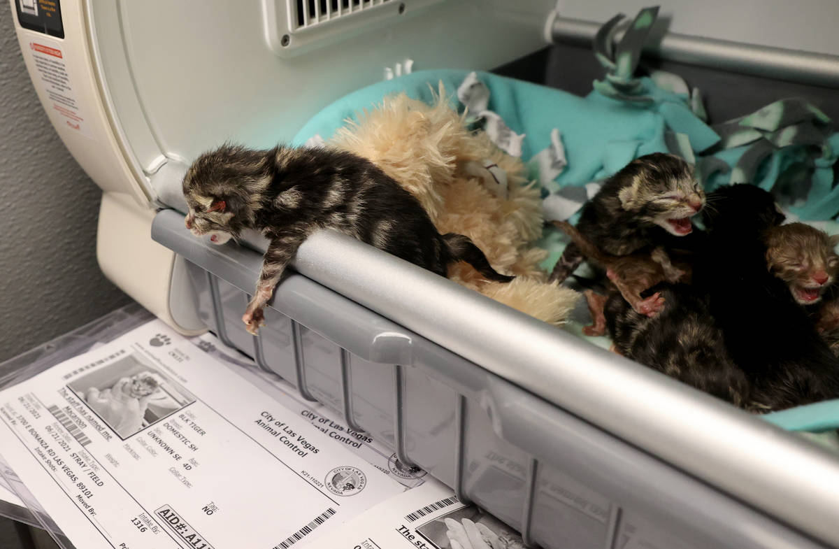 Nine abandoned kittens recover at The Animal Foundation in Las Vegas Wednesday, June 23, 2021. ...