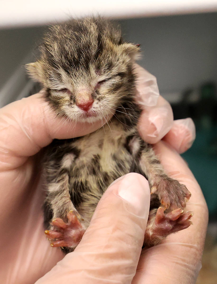 Kelsey Pizzi holds Churro, one of nine abandoned kittens recovering at The Animal Foundation in ...