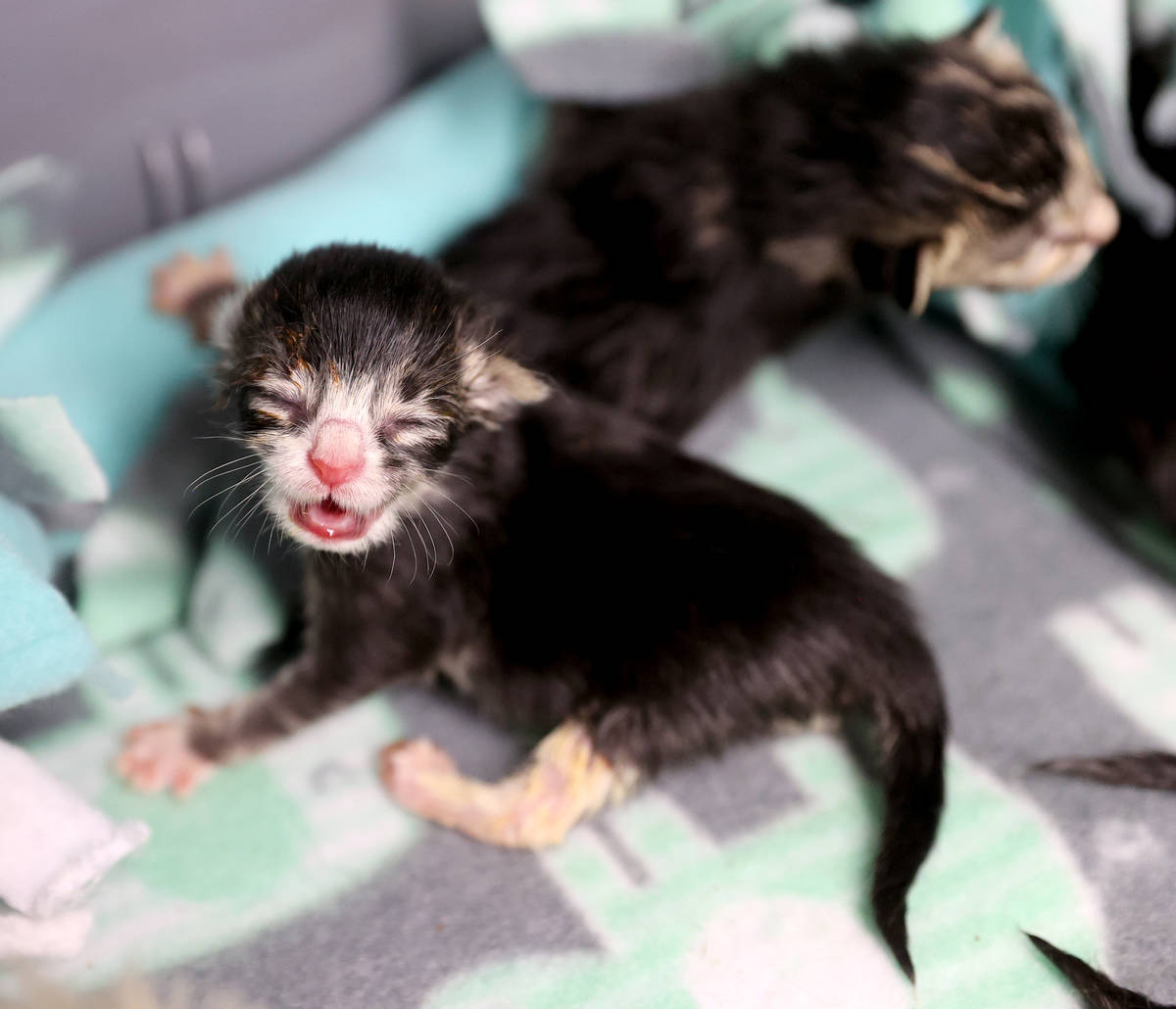 Nine abandoned kittens recover at The Animal Foundation in Las Vegas Wednesday, June 23, 2021. ...