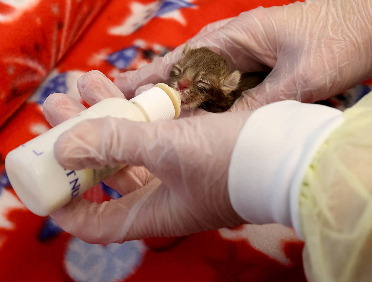 Feline Programs Supervisor Melissa Flack feeds Dole, one of nine abandoned kittens recovering a ...