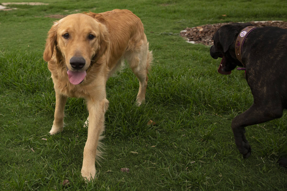 Golden retriever Fozzie, left, plays at Kellogg Zaher Dog Park on Tuesday, June 29, 2021, in La ...