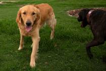 Golden retriever Fozzie, left, plays at Kellogg Zaher Dog Park on Tuesday, June 29, 2021, in La ...