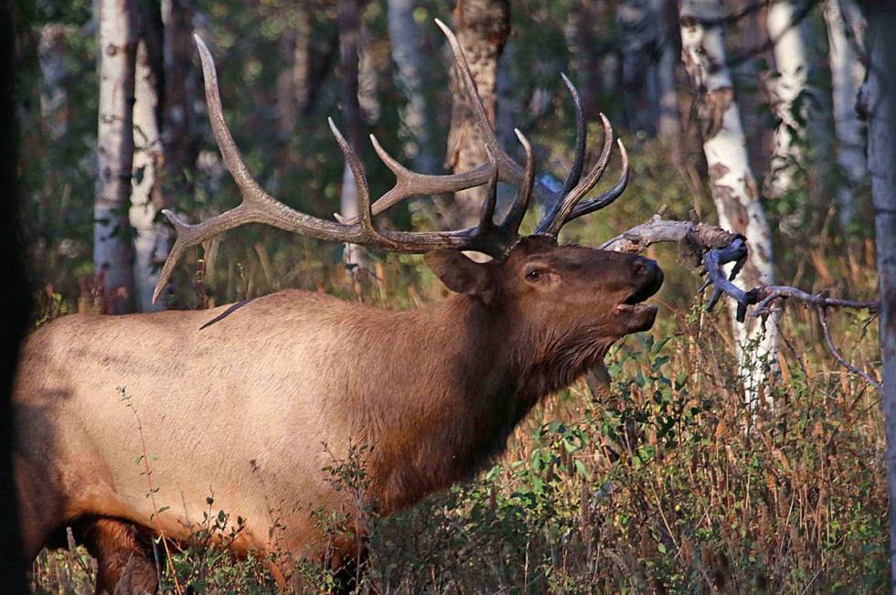 Hunters who were unlucky in Nevadas big-game tag draw may want to try their luck in the B ...