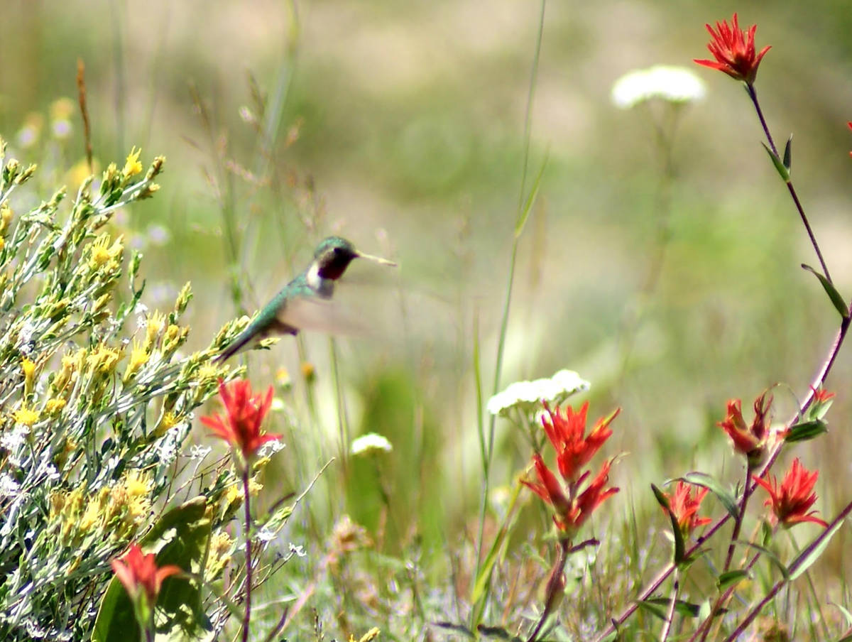 Broad-tailed hummingbird assessing the wildflower nectar inventory at Cedar Breaks National Mon ...
