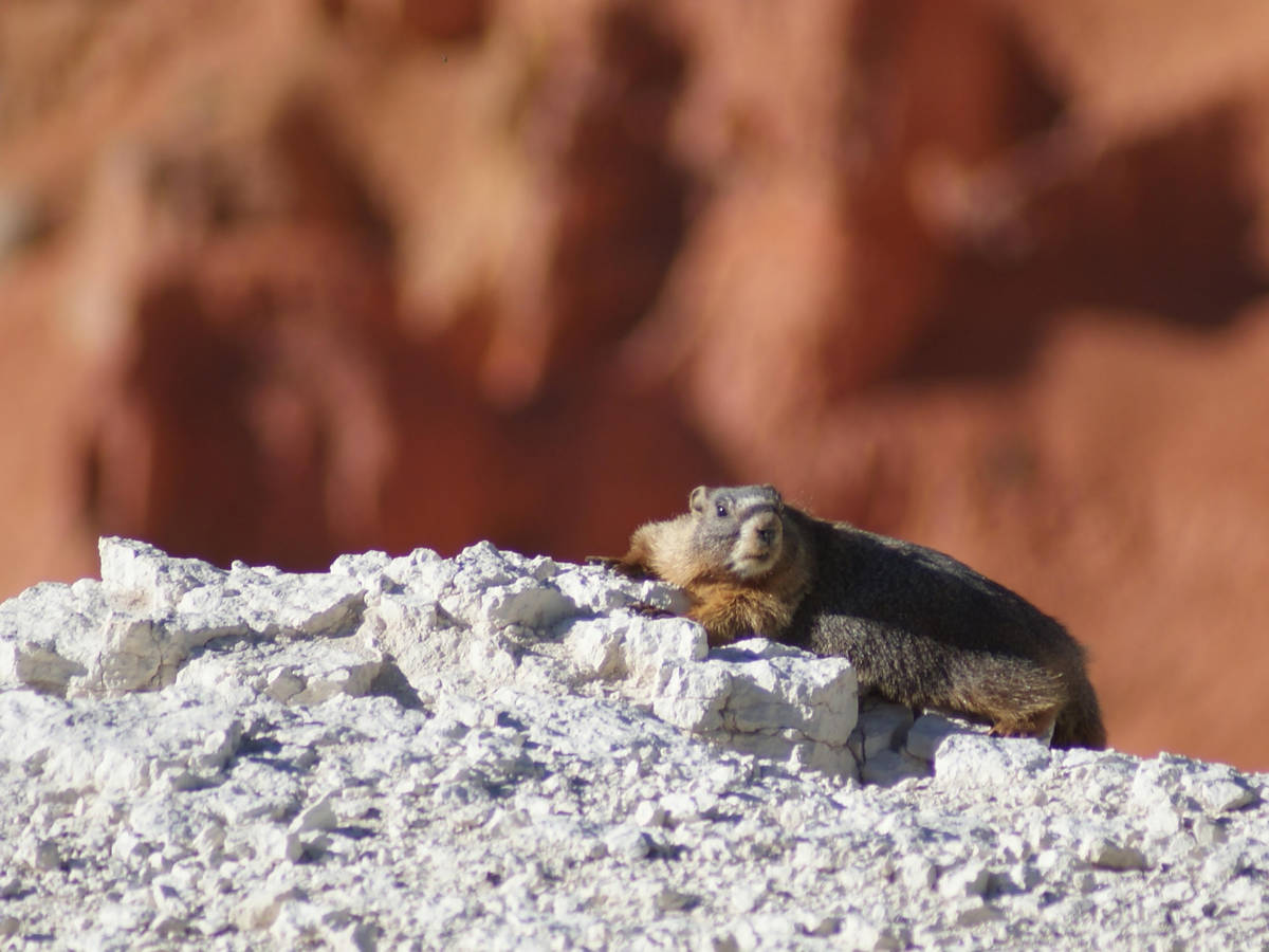 Yellow-bellied marmots may be seen and heard whistling at Cedar Breaks National Monument. (Nata ...