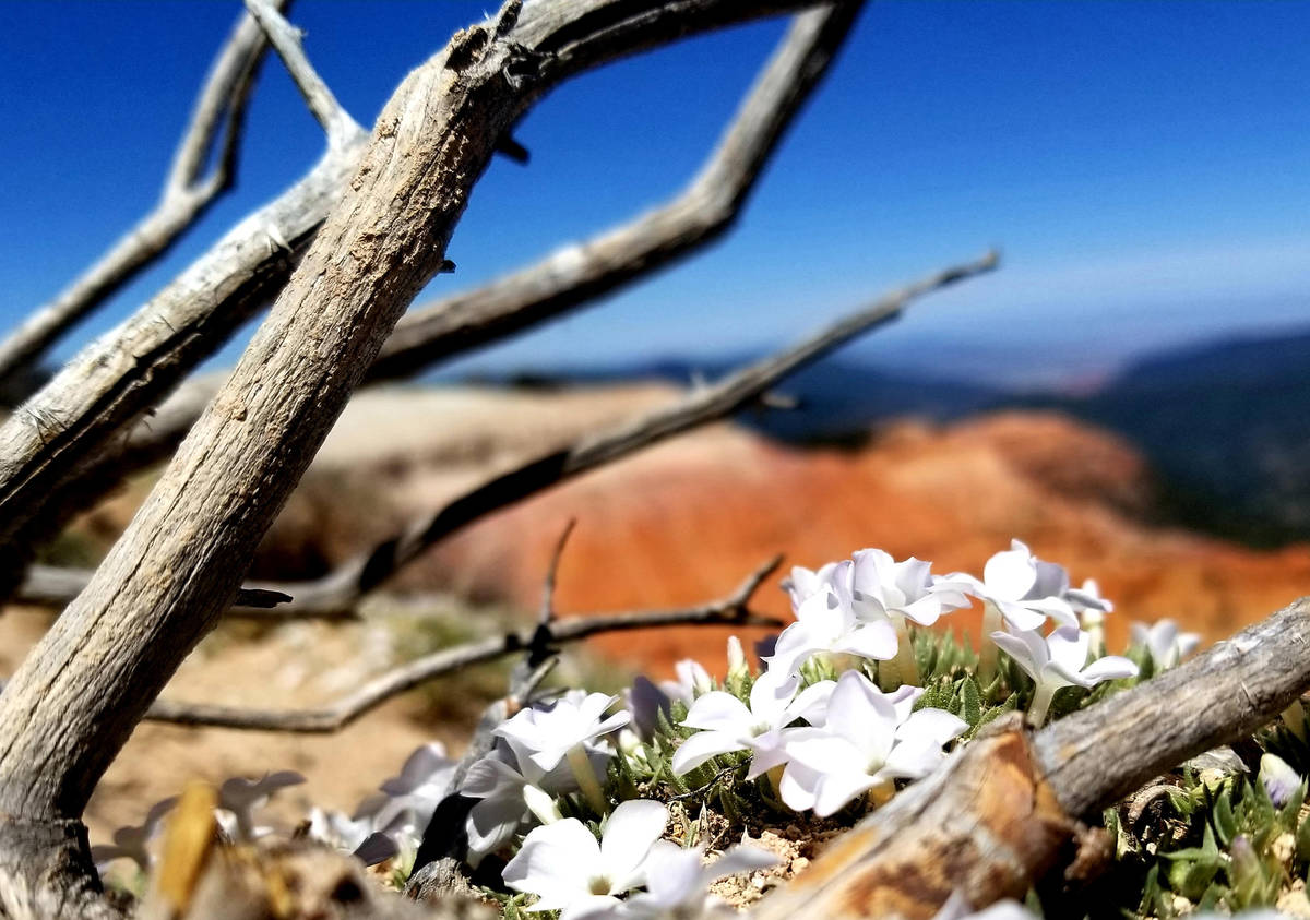 Cushion phlox bloom along the rim above Cedar Breaks on Ramparts Trail, a challenging out-and-b ...
