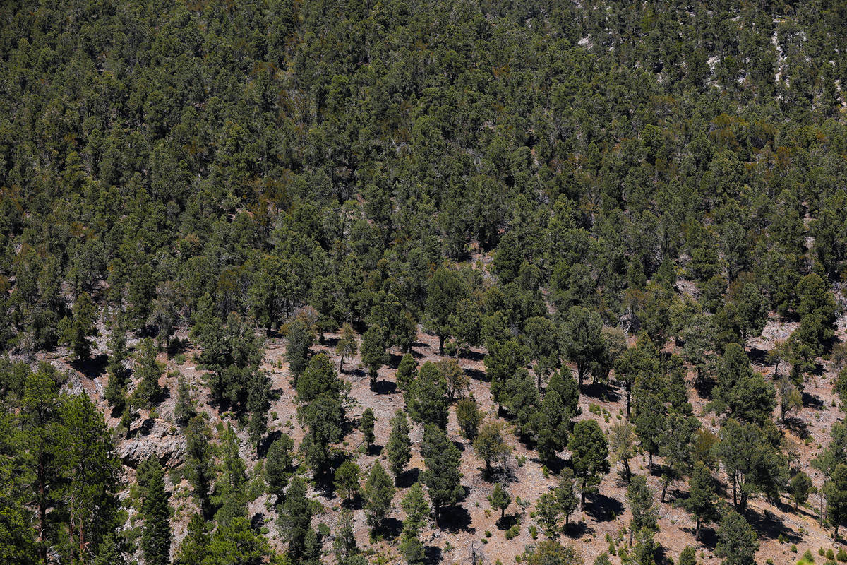 An example of fuel breaks — where firefighters cut down trees to leave space between them, ef ...