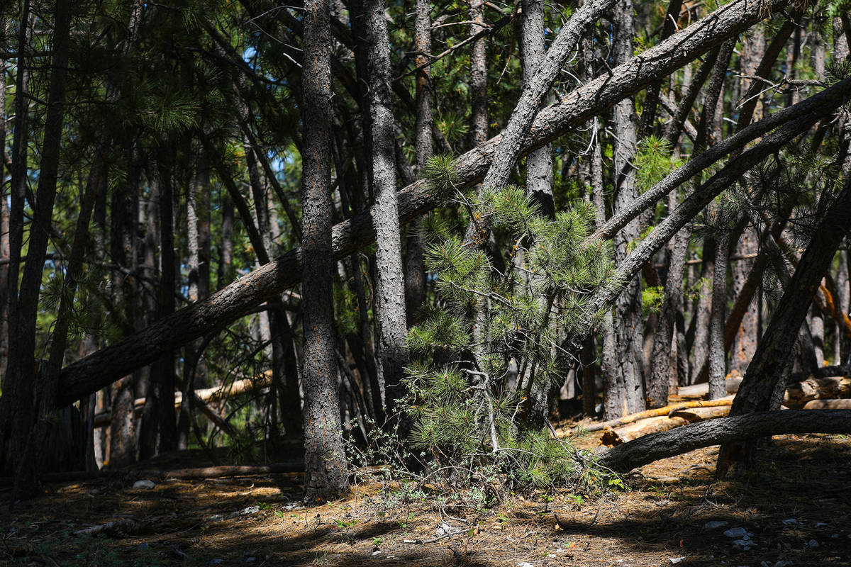 An example of an untouched area that could easily allow a fire to spread, with trees close toge ...