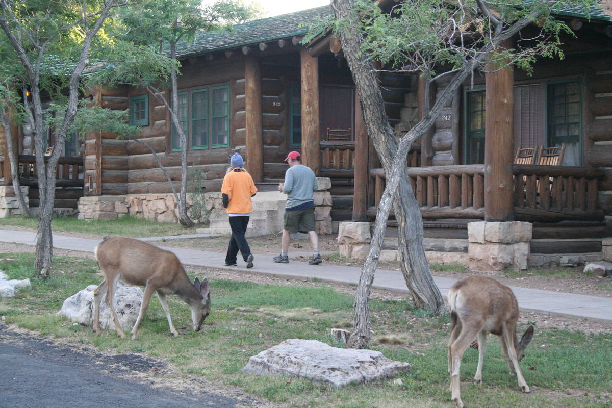Deer are commonly sighted throughout the North Rim including near the cabins at the Grand Canyo ...