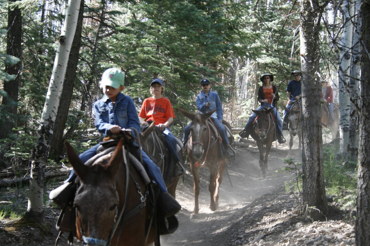 Grand Canyon mule rides offers three different excursions lasting from one to three hours. (Oli ...