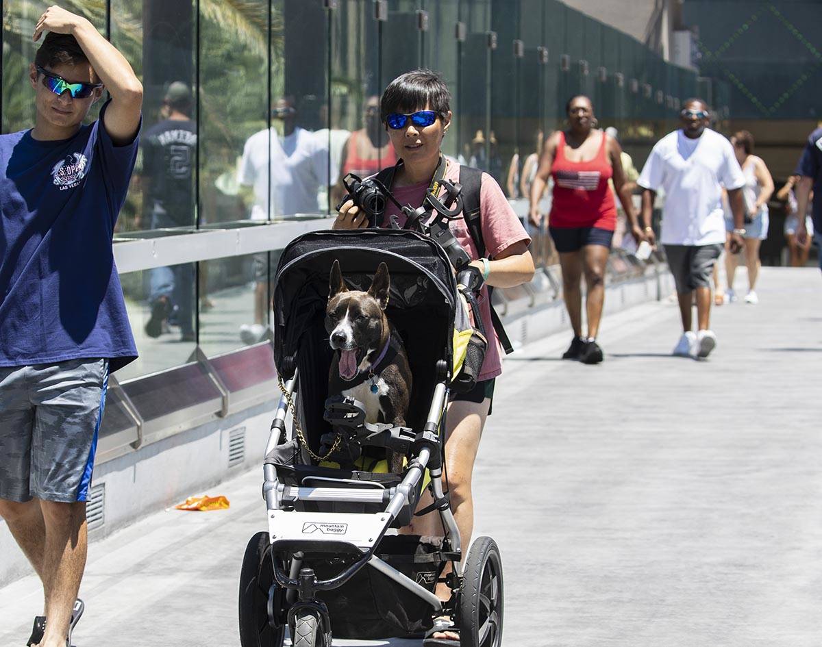Alexa Rauchfuss of Shasta Lake, Calif., pushes her dog Lili on a stroller as she crosses the pe ...