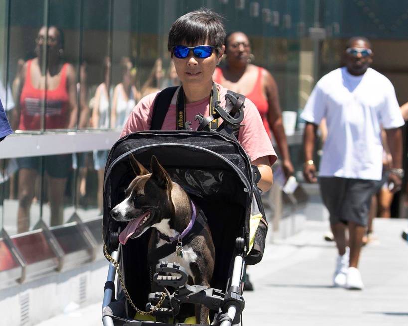 Alexa Rauchfuss of Shasta Lake, Calif., pushes her dog Lili on a stroller as she crosses the pe ...