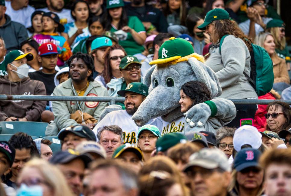 Oakland A‘s mascot Stomper joins fans for a photo in the stands as they play the Boston ...