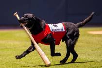 The Aviators bat dog Finn, a 5-year-old black lab, retrieves a bat during a game versus the Tac ...