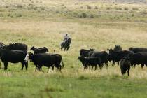 Clint Smith herds cattle on the Great Basin Ranch in Spring Valley, Tuesday, Aug. 8, 2017. Eliz ...