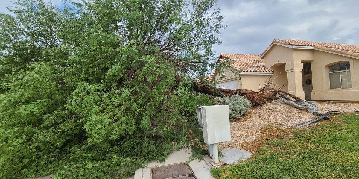 High winds uprooted this tree on West Seaside Drive in North Las Vegas Sunday night, July 25, 2 ...